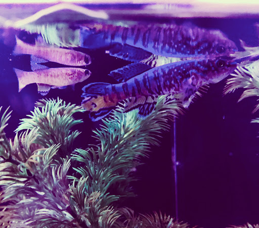 Aquarium «Artistic Aquariums, Inc», reviews and photos, 3400 N Arizona Ave #111, Chandler, AZ 85225, USA