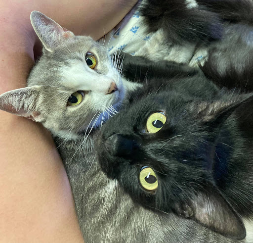 Pet Supply Store «Pet Supplies Plus», reviews and photos, 521 Noble Creek Dr, Noblesville, IN 46060, USA