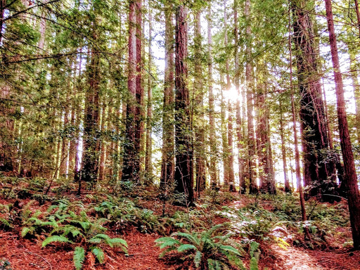 Nature Preserve «LandPaths Grove of Old Trees», reviews and photos, 17599 Fitzpatrick Ln, Occidental, CA 95465, USA