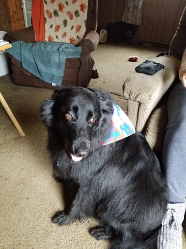 Pet Supply Store «Pet Supplies Plus», reviews and photos, 605 Grand Central Ave, Vienna, WV 26105, USA