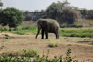 Elephants Park image