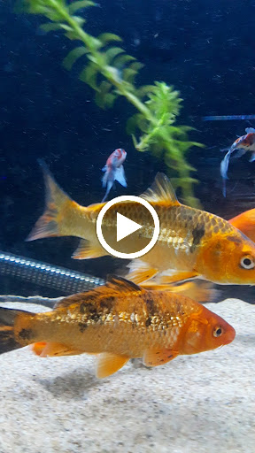 Tropical Fish Store «Animal House Pet Shop», reviews and photos, 358 Warner Milne Rd #110, Oregon City, OR 97045, USA