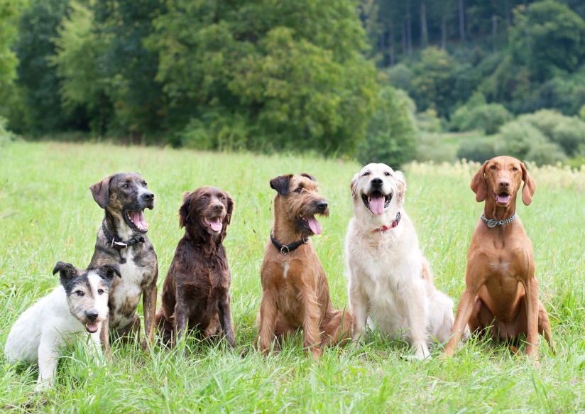 Bark Busters Montgomery County