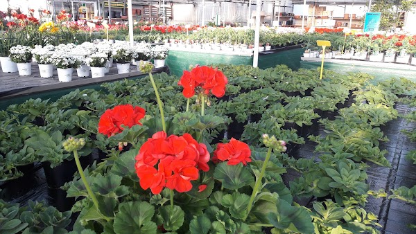 Invernaderos El Acebo