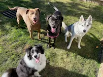 Hounds About Town - Car repair in , Quincy - Rated 4.9/5