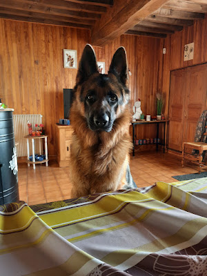 Des Légendaires Nahauri : Berger allemand, Golden retriever| Pension/éducation canine| Alimentation à La Rochepot
