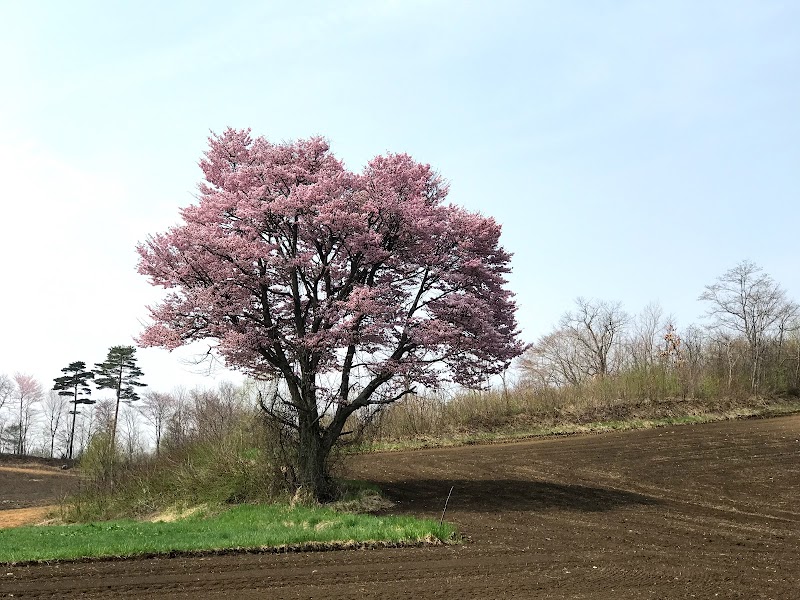大坊峠の桜