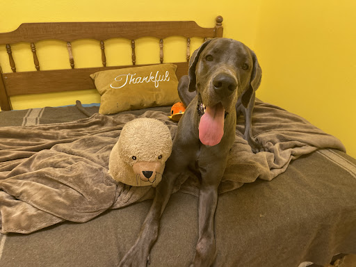 Pet Store «Bark Life Market», reviews and photos, 11220 Park Blvd N, Seminole, FL 33772, USA