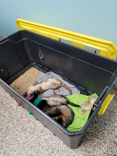 Bellevue Animal Hospital image