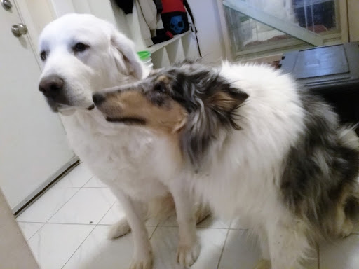 Pet Supply Store «Evolution Pet Food», reviews and photos, 1081 MN-36, Maplewood, MN 55109, USA