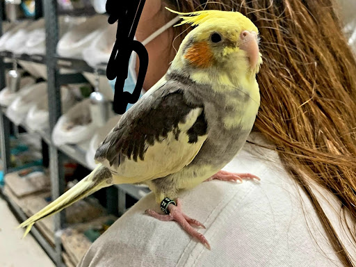 Bird Shop «Arizona Bird Store», reviews and photos, 565 S Dobson Rd, Mesa, AZ 85202, USA