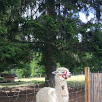 Photo n°2 de l'avis de Fabrizio.e fait le 11/08/2019 à 20:10 sur le  Malga Ora à Aldein