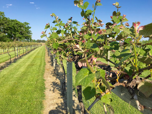Winery «McEachran Homestead Winery», reviews and photos, 1917 Wyman School Rd, Caledonia, IL 61011, USA