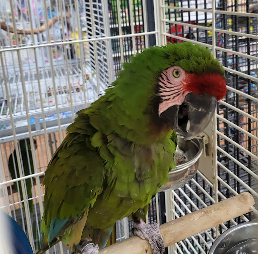 Pet Store «Louis Birds Pets & Supplies», reviews and photos, 80 Keyes St, San Jose, CA 95122, USA