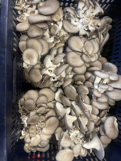 Evergrow Mushroom Farm, Inc.