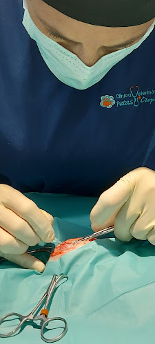 Patas e Cãopanhia - Veterinário