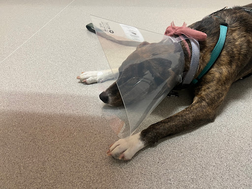 Oregon Humane Society - Community Veterinary Hospital image