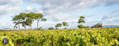 Domaine de Brescou à Alignan-du-Vent
