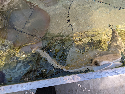 Aquarium «Aquarium Tarpon Springs», reviews and photos, 850 Dodecanese Blvd, Tarpon Springs, FL 34689, USA