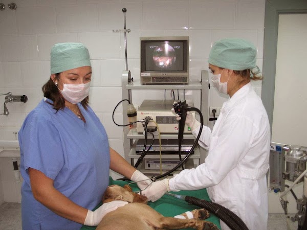 Imagen de Centro Policlínico Veterinario Málaga Dr. Flores Alés (1 de 9)