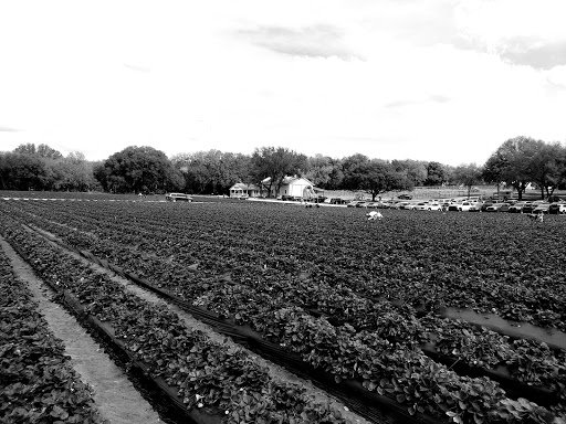 Farm «Oak Haven Farms», reviews and photos, 32418 Avington Rd, Sorrento, FL 32776, USA