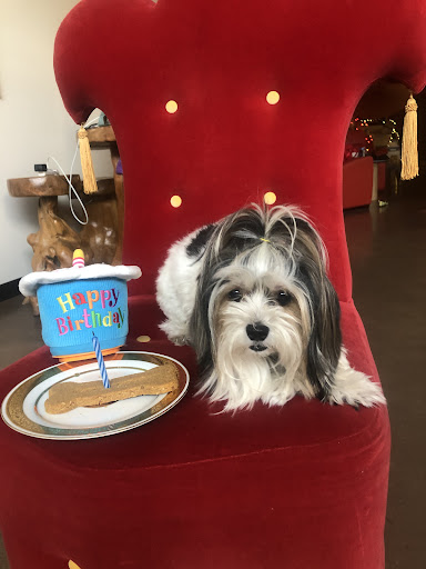 Dance School «Gocha Shorena Center of Ballroom Dance», reviews and photos, 2507 Knight St, Dallas, TX 75219, USA