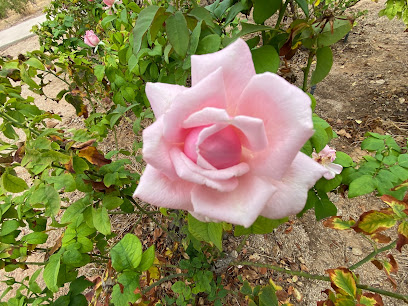 Cele Peterson Rose Garden