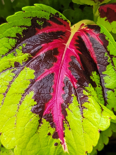 Florist «St. Clair Greenhouses & Florist», reviews and photos, 7043 Big Hand Rd, St Clair, MI 48079, USA