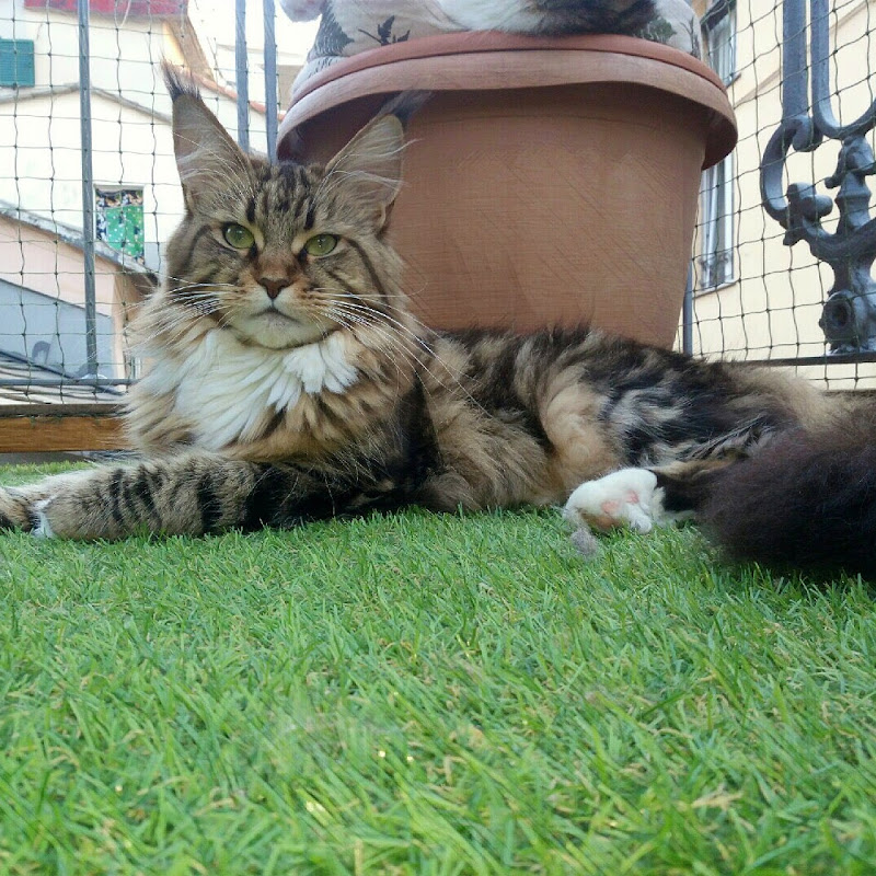 Hollycoon Cattery