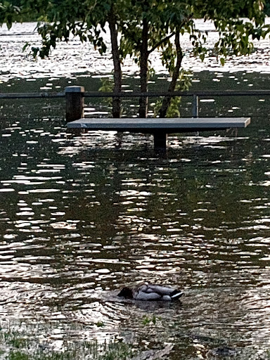 Park «Sellwood Riverfront Park», reviews and photos, SE Oaks Park Way, Portland, OR 97202, USA