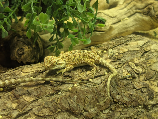 Pet Store «Critter Cabana», reviews and photos, 516 E 1st St, Newberg, OR 97132, USA