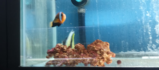 Pet Store «Leesburg Pet Center», reviews and photos, 959 N 14th St, Leesburg, FL 34748, USA