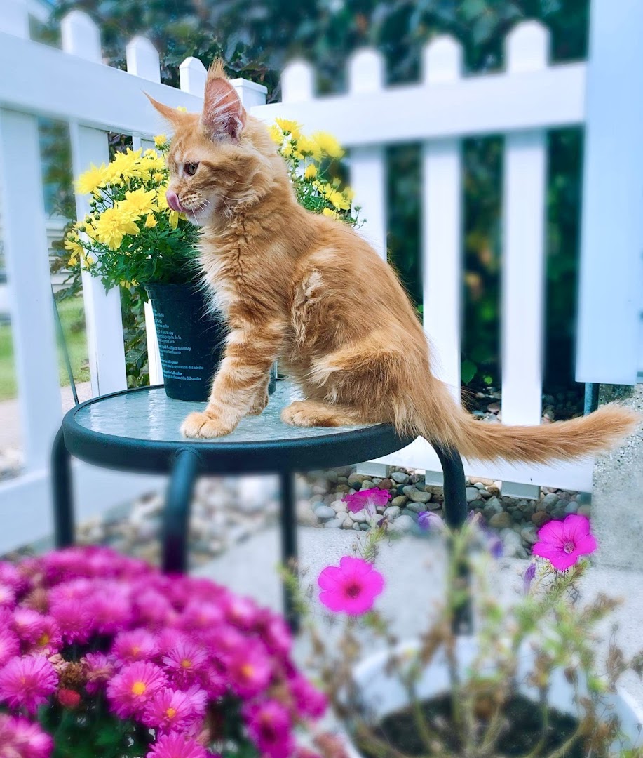 Catsablanca Maine Coons