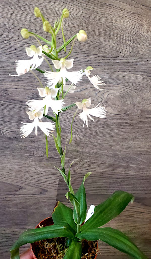 Orchid Grower «Orchid Dynasty», reviews and photos, 959 900 S, Salt Lake City, UT 84105, USA