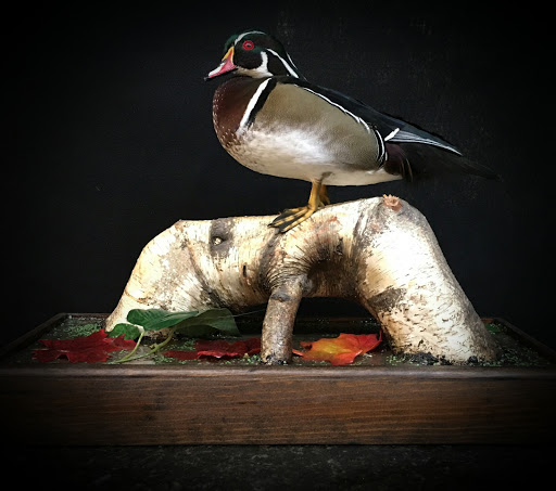 Taxidermist «HighPoint Taxidermy And Outfutters», reviews and photos, 14860 OH-13, Thornville, OH 43076, USA