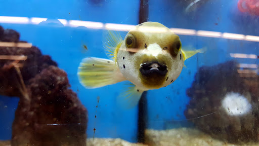 Pet Supply Store «Petco Animal Supplies», reviews and photos, 4755 U.S. 9, Howell, NJ 07731, USA