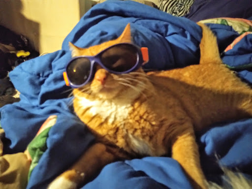 Pet Supply Store «Pet Supermarket», reviews and photos, 801 E Sunrise Blvd, Fort Lauderdale, FL 33304, USA