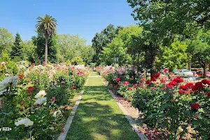 McKinley Rose Garden image