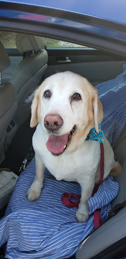 Pet Groomer «The Pet Bow-Tique», reviews and photos, 47 S Central Ave, Oviedo, FL 32765, USA