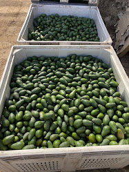 Aguacate.cl