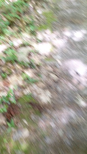Pine Hill Park - photo 80