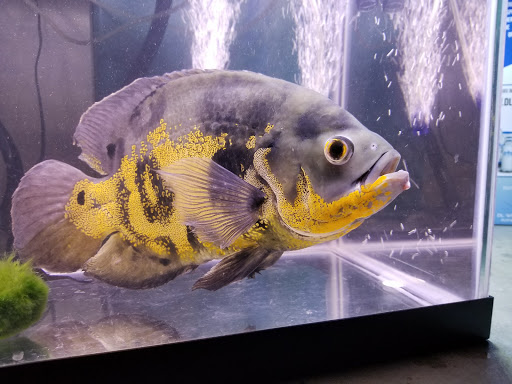 Pet Supply Store «Petco Animal Supplies», reviews and photos, 11976 Dublin Blvd, Dublin, CA 94568, USA