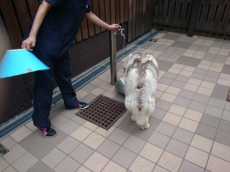 高島平手塚動物病院 東京都板橋区高島平 動物病院 動物病院 グルコミ