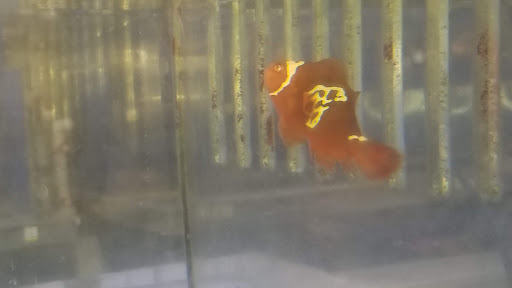Tropical Fish Store «Coral Reef Aquariums», reviews and photos, 8416 N Armenia Ave, Tampa, FL 33604, USA