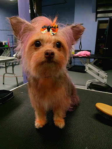 Pet Store «PV Pets», reviews and photos, 233 S Broadway, Pennsville, NJ 08070, USA