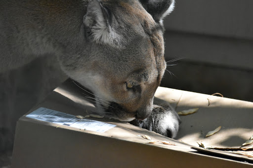 Wildlife Rescue Service «Southwest Wildlife Conservation Center», reviews and photos, 27026 N 156th St, Scottsdale, AZ 85262, USA