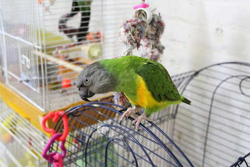 Pet Store «Animart Pets», reviews and photos, 2813 Veterans Memorial Hwy SW, Austell, GA 30168, USA