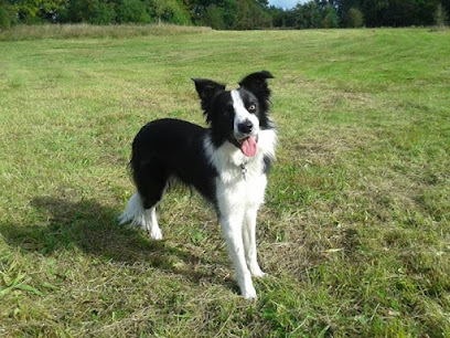 StirlingDogWalking