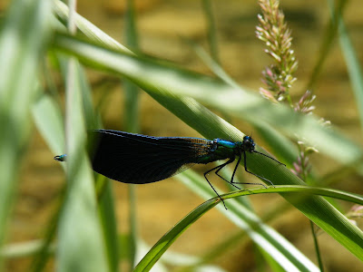 Bringer Luc à Darbres