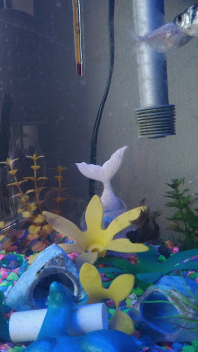 Pet Store «Animal House», reviews and photos, 646 SW 4th St, Corvallis, OR 97333, USA